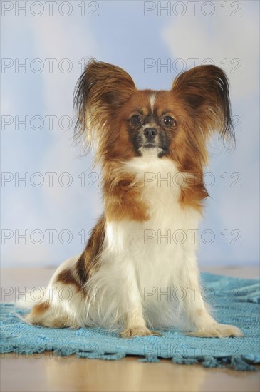 Papillon