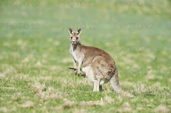 Eastern grey kangaroo (Macropus giganteus) on a meadow