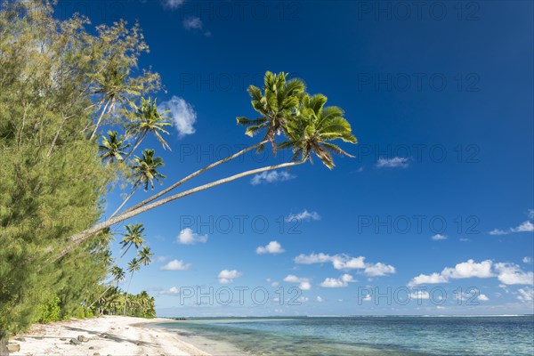 Sandy beach with palm trees and turquoise water