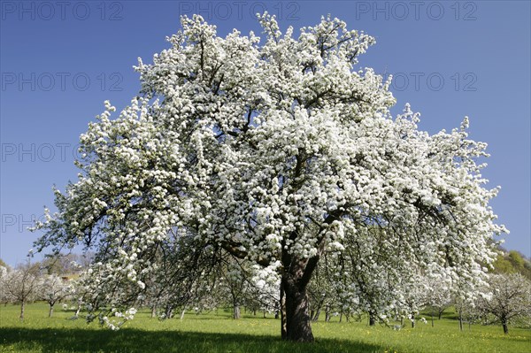Old pear tree on a meadow orchard