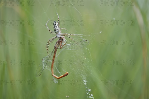Wasp spider (Argiope bruennichi) with small red damselfly (Ceriagrion tenellum) as prey in spider web