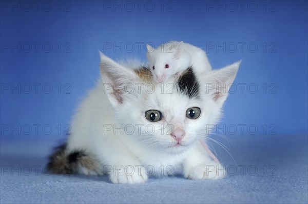 Kitten