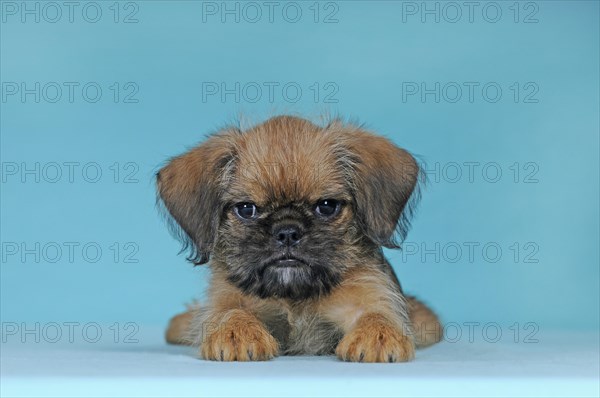 Brussels Griffon