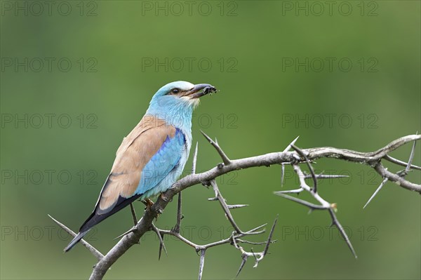 European roller (Coracias garrulus)