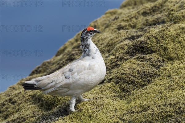 Rock Ptarmigan (Lagopus muta)