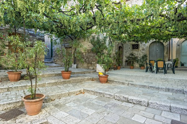 Pergola with grape vines in an alley