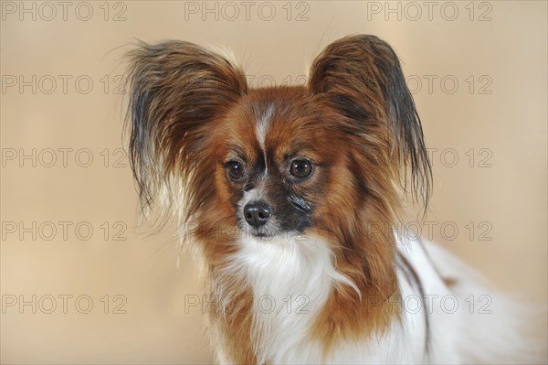 Papillon