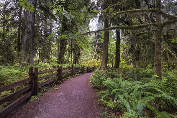Rainforest Trail
