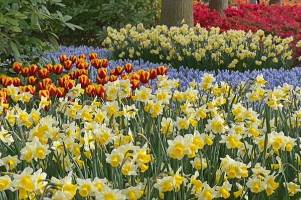 Flowering Tulips (Tulipa) and Daffodils (Narcissus) at Keukenhof