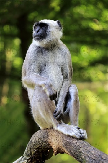 Northern plains gray langur (Semnopithecus entellus)