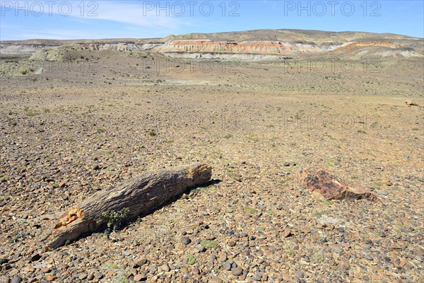 Desert landscape with petrified tree trunk
