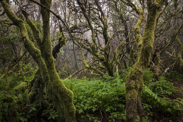 Moss-covered trees in the fog forest