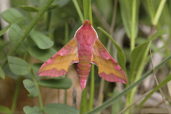 Small elephant hawk-moth (Deilephila porcellus) sits on a blade of grass