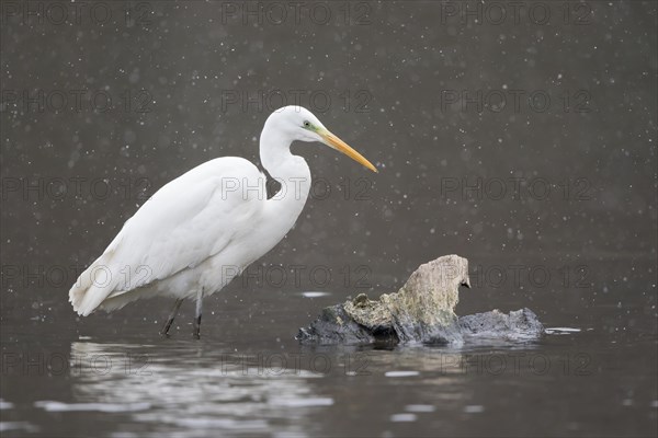 Great egret (Ardea alba) stands in the water during snowfall