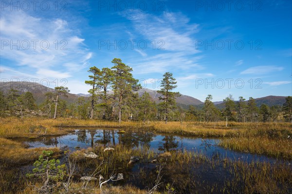Pond