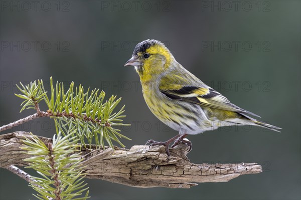 Siskin (Caruelis spinus)