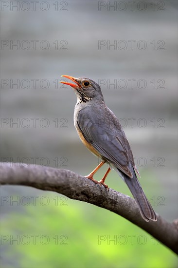 Kurrichane thrush (Turdus libonyanus)