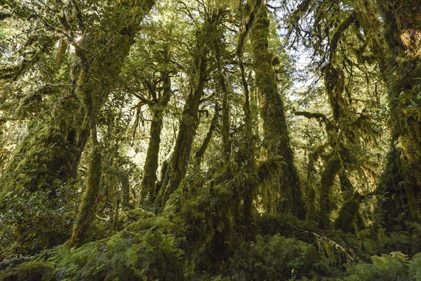 El Bosque Encantado
