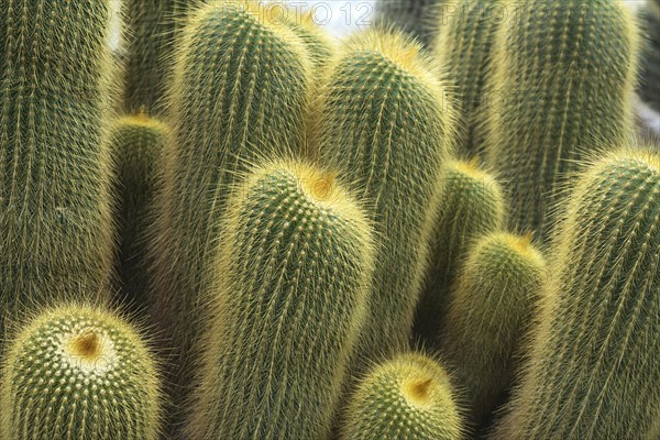 Parodia (Eriocactus-leninghausii)