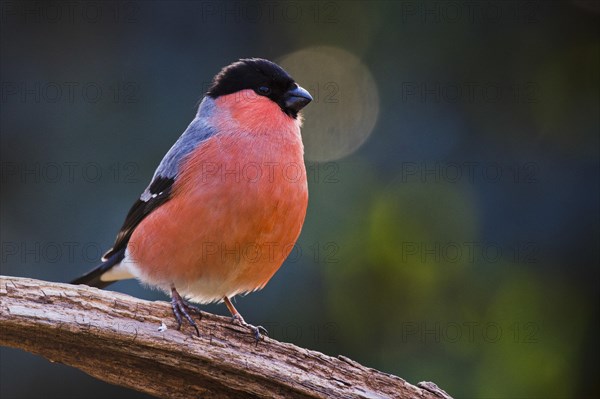 Eurasian bullfinch (Pyrrhula pyrrhula)
