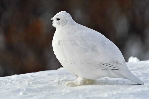Willow ptarmigan (Lagopus lagopus)