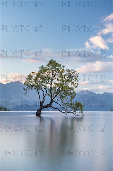 Single tree stands in water