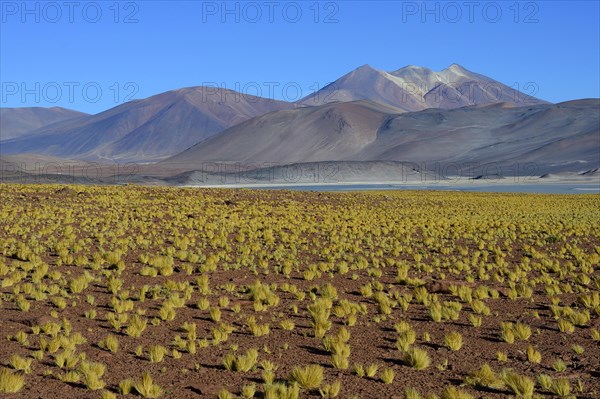Lagune Salar de Talar mit kahlen Bergen Cerros de Incahuasi und Paso de Sica