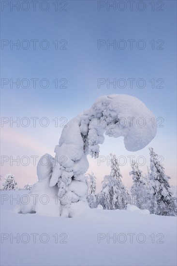 Snowy trees