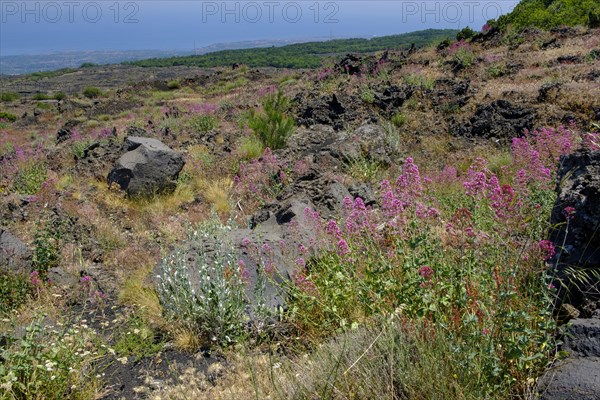 Flowering vegetation on lava fields