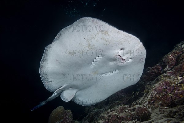 Round ribbontail ray (Taeniura meyeni) swim near reef in the night