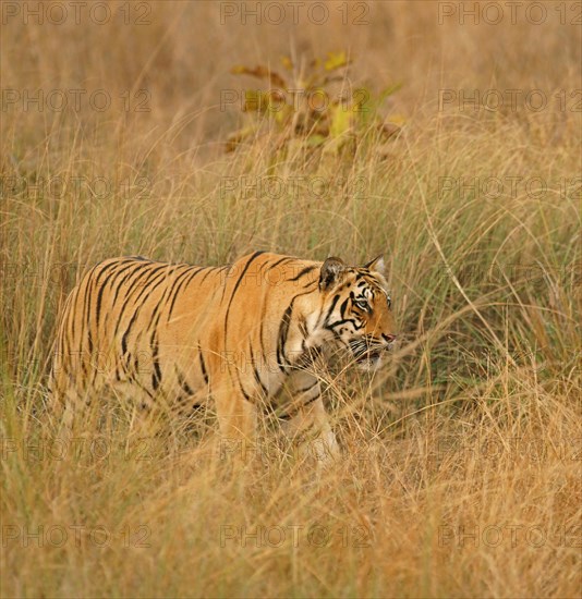 Bengal tiger (Panthera tigris tigris)