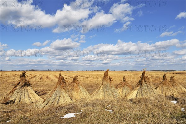 Reed (Poales) set up to dry
