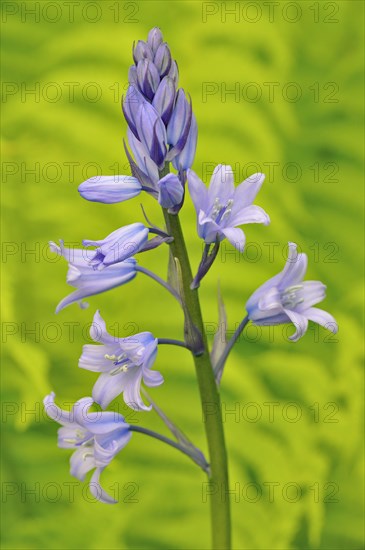 Spanish bluebell (Hyacinthoides hispanica)