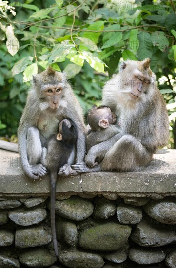 Crab-eating macaques (Macaca fascicularis)