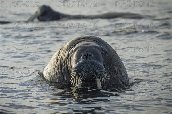 Walrus (Odobenus rosmarus)