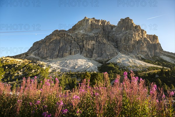 Lagazuoi with flowers