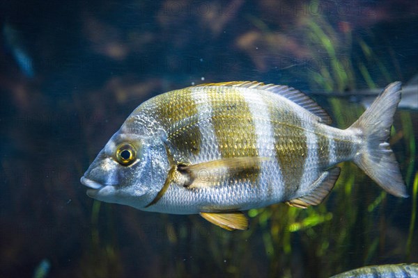 Zebra seabream (Diplodus cervinus) in an aquarium