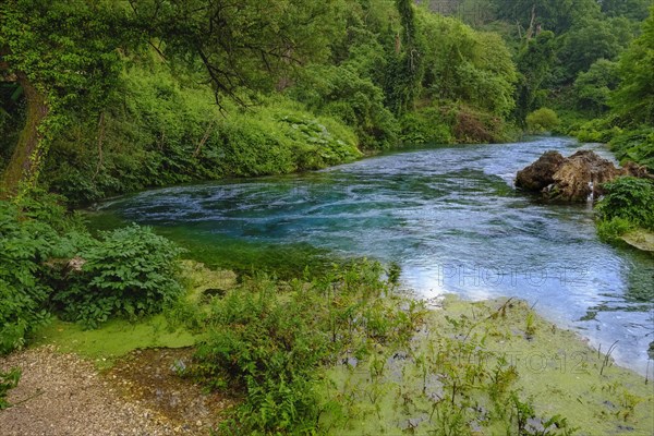 Karst Spring Blue Eye