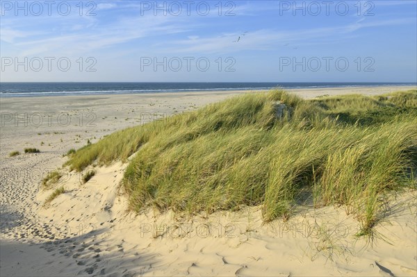 Grassy edge dunes with beach and North Sea in the distance
