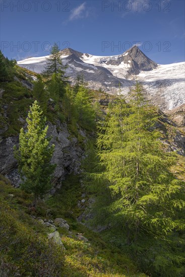European larches (Larix decidua) and Swiss pines (Pinus cembra) at the tree line