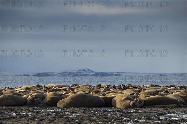 Walruses (Odobenus rosmarus)