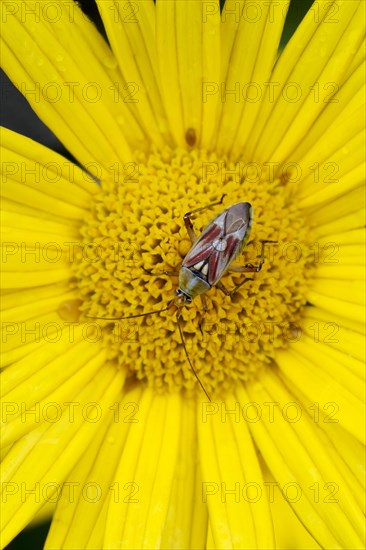Lygus pratensis (Lygus pratensis)
