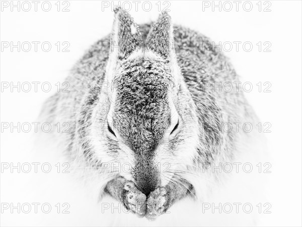 Mountain hare (Lepus timidus) cleans itself in the snow