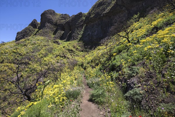 Path through blooming vegetation