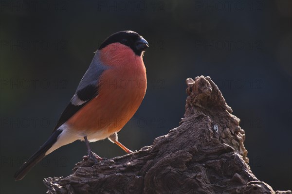 Eurasian bullfinch (Pyrrhula pyrrhula)