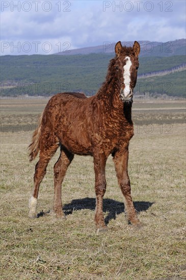 Curly Horse (Equus ferus caballus)