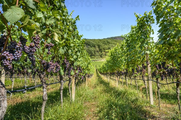 Blue grapes