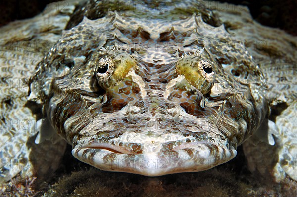 Tentacled flathead (Papilloculiceps longiceps)