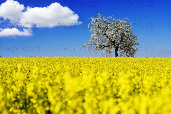 Rapeseed fields and blossoming cherry trees near Stucht
