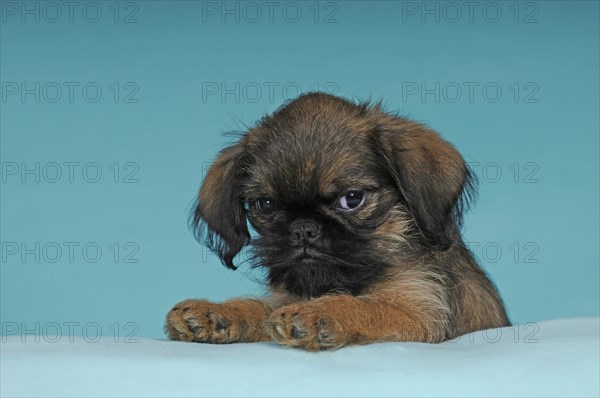 Brussels Griffon
